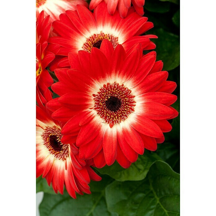 Gerbera jamesonii 12i.F. gem.