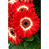 Gerbera jamesonii 12i.F. gem.