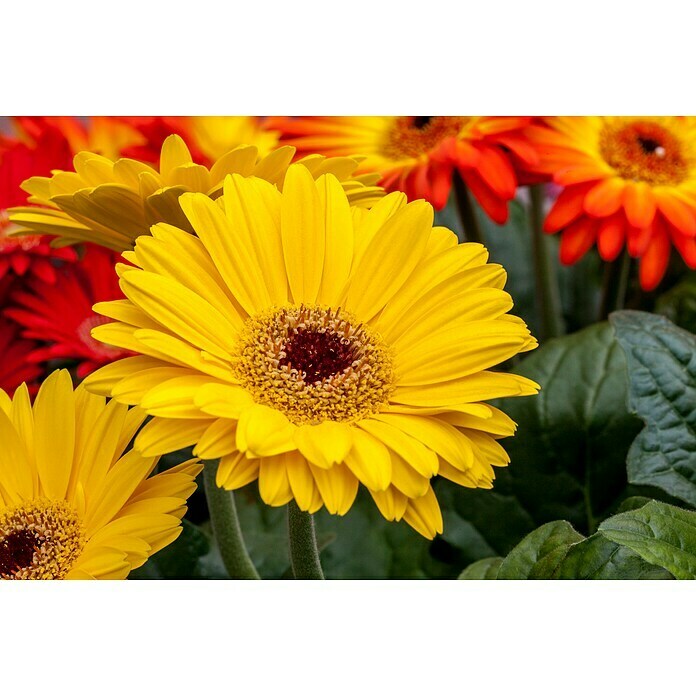 Gerbera jamesonii 12i.F. gem.