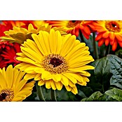 Gerbera jamesonii 12i.F. gem.