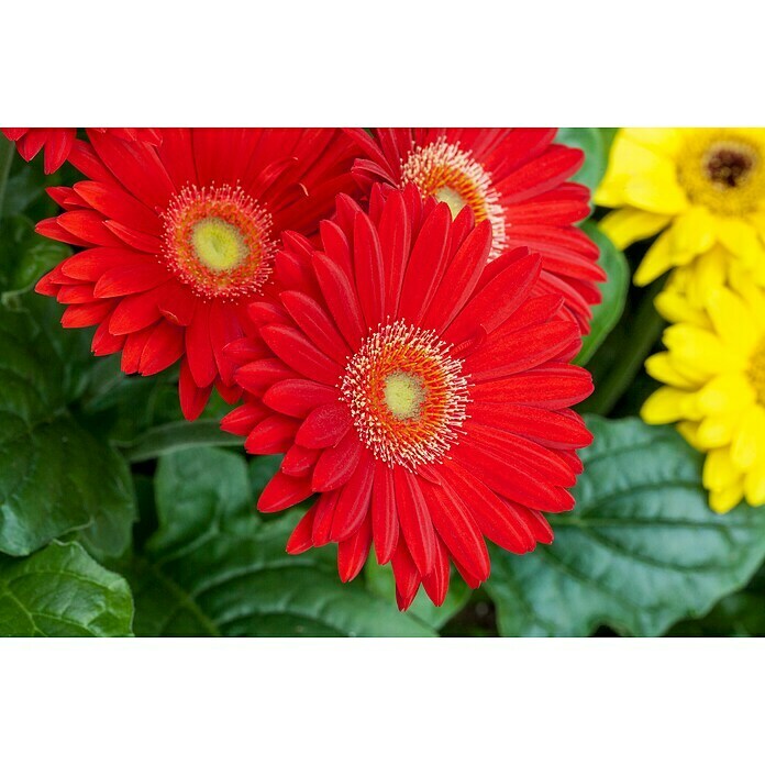 Gerbera jamesonii 12i.F. gem.