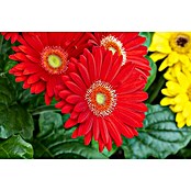 Gerbera jamesonii 12i.F. gem.