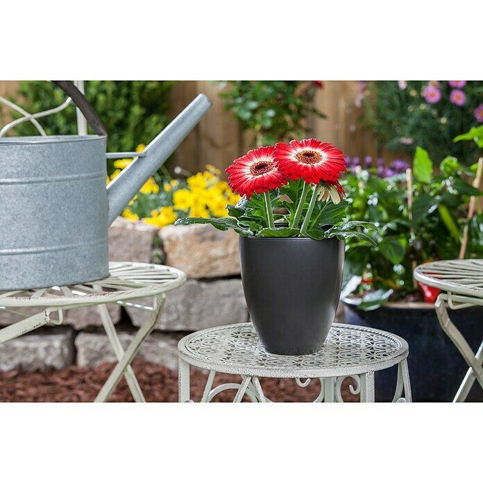 Gerbera jamesonii 12i.F. gem.