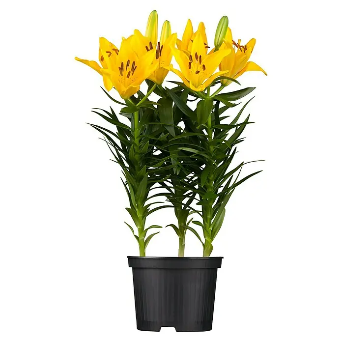 Piardino Lilie - Topfgröße: 13 cm - Gelbe Lilien in einem schwarzen Topf. Die Blüten sind leuchtend gelb und die Blätter sind grün.