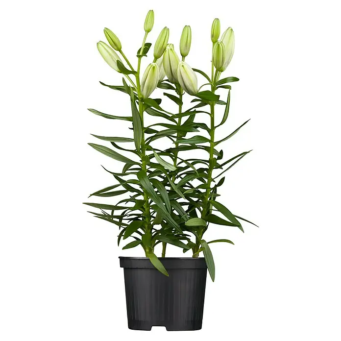 schlanke hohe zimmerpflanze Drachenbaum Dracaena Marginata Green Zimmerpflanze Ø27cm 190cm