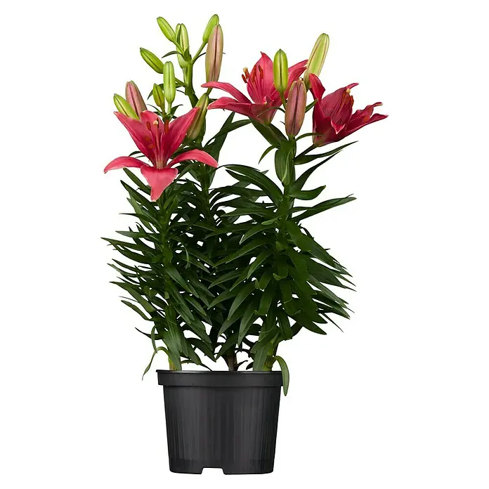 Piardino Lilie - Topfgröße: 13 cm - Auf einem schwarzen Topf steht eine prächtige Lilie mit roten Blüten und grünen Blättern, die eine elegante und natürliche Dekoration darstellt.