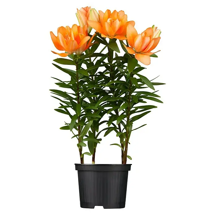 Piardino Lilie - Topfgröße: 13 cm - Wunderschöne orangefarbene Lilien im Topf, ideal für die Dekoration von Innenräumen. Die leuchtenden Blüten bringen einen Hauch von Farbe in jeden Raum.