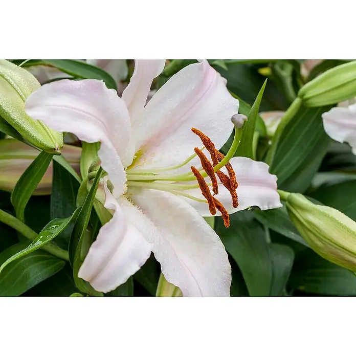 Piardino Lilie - Topfgröße: 13 cm - Nahaufnahme einer eleganten, blassrosa Lilie mit filigranen Blütenblättern und markanten orangefarbenen Staubgefäßen, umgeben von grünen Blättern.