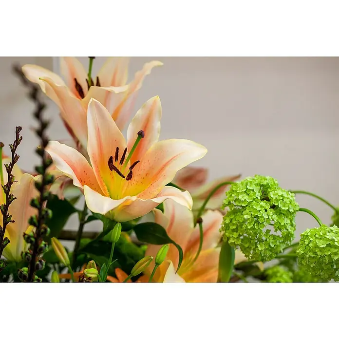 Piardino Lilie - Topfgröße: 13 cm - Nahaufnahme eines Blumenstraußes mit blassrosa Lilien, grünen Hortensien und dekorativen Zweigen vor einem neutralen Hintergrund.