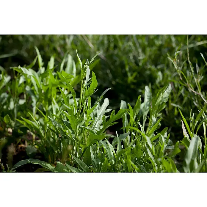 Piardino Wilde Rauke Schale - Diplotaxis tenuifolia - Frischer, grüner Rucola im Garten. Das Blattgemüse hat gezackte Blätter und ist bereit für die Ernte. Perfekt für Salate und als würzige Zutat.