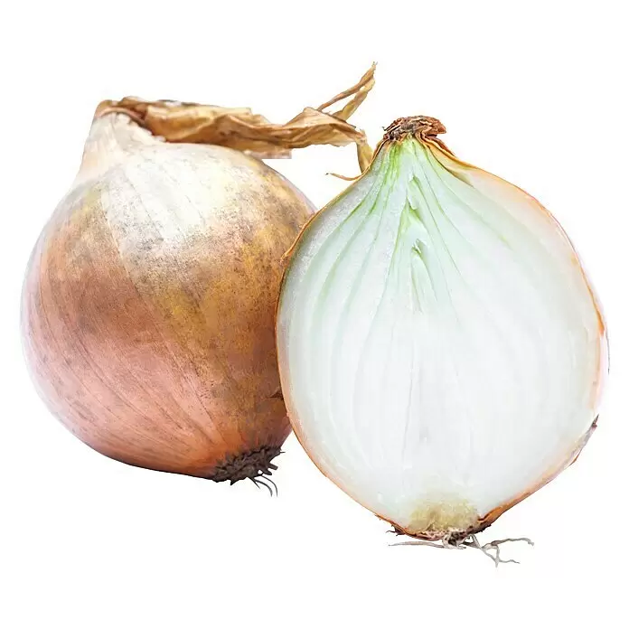 Piardino Steckzwiebeln Riesenzwiebel in Schale - Allium cepa - Vorderansicht