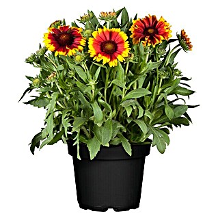 Piardino Prärie-Kokardenblume (Gaillardia aristata knospig, Topfgröße: 13 cm)