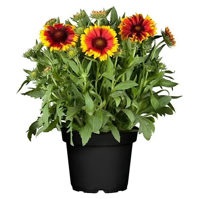 Piardino Prärie-Kokardenblume -  - Gaillardia-Blumen mit rot-gelben Blütenblättern und grünem Laub in einem schwarzen Topf.
