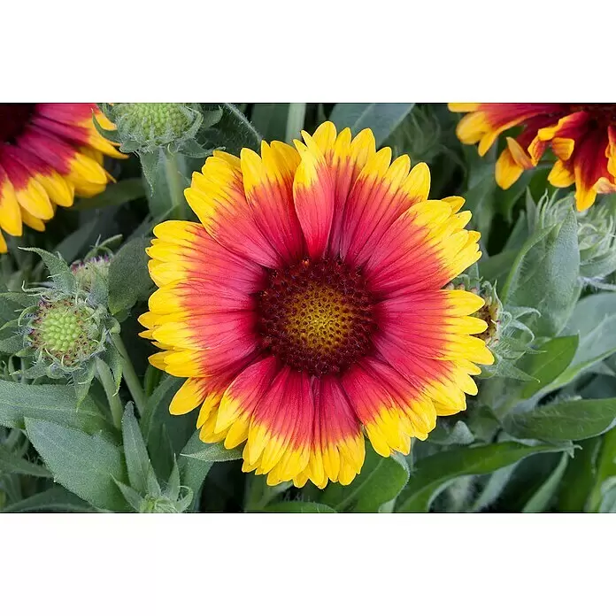 Piardino Prärie-Kokardenblume -  - Eine leuchtende Gaillardia-Blume mit roten Blütenblättern, die zu gelben Spitzen übergehen, umgeben von grünem Laub.