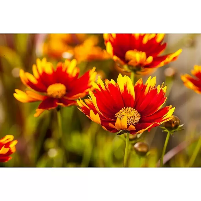 Piardino Prärie-Kokardenblume -  - Nahaufnahme von leuchtend roten und gelben Blüten mit detailreichen gelben Zentren.