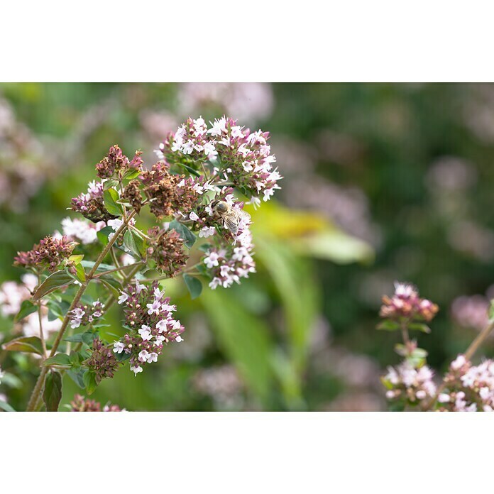 Origanum majorana 12BIO