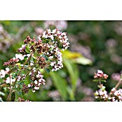 Origanum majorana 12BIO
