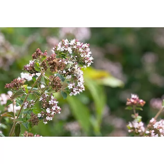 Blu Bio Majoran - Majorana hortensis, Topfgröße: 12 cm - Eine Biene mit flauschigen braun-gelben Streifen sammelt Nektar von rosa-weißen Blütenständen.