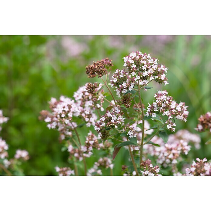 Origanum majorana 12BIO