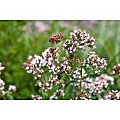 Origanum majorana 12BIO