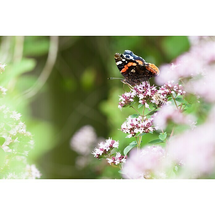 Origanum majorana 12BIO