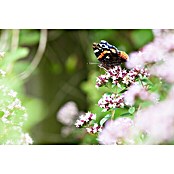 Origanum majorana 12BIO