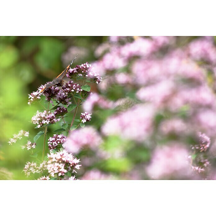 Origanum majorana 12BIO