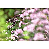 Origanum majorana 12BIO