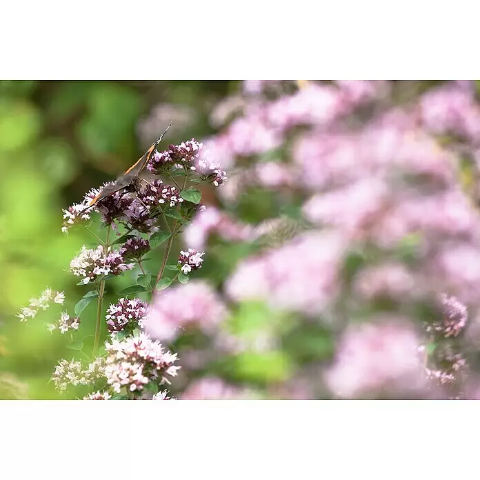 Blu Bio Majoran - Majorana hortensis, Topfgröße: 12 cm - Admiralfalter auf kleinen rosa-violetten Blüten.