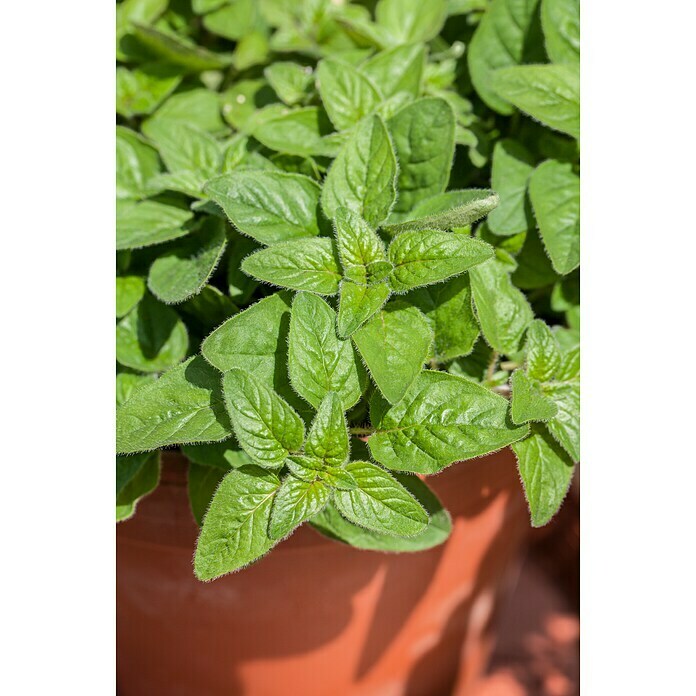 Origanum majorana 12BIO