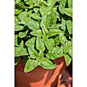 Origanum majorana 12BIO