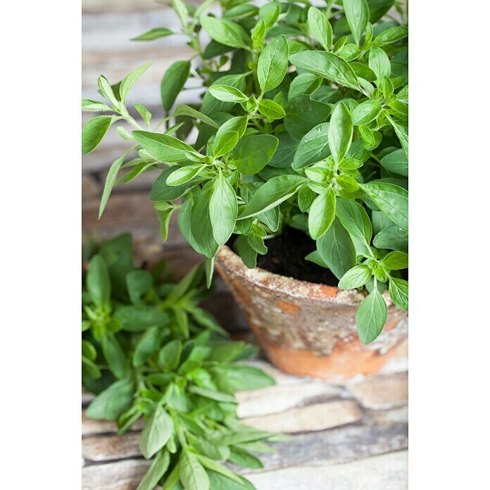 Origanum majorana 12BIO