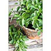 Origanum majorana 12BIO