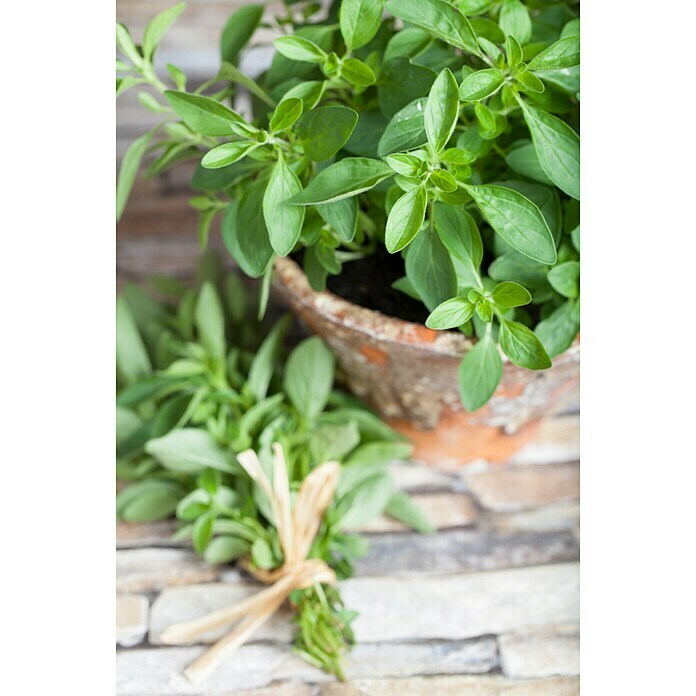 Origanum majorana 12BIO