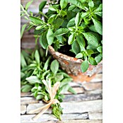 Origanum majorana 12BIO