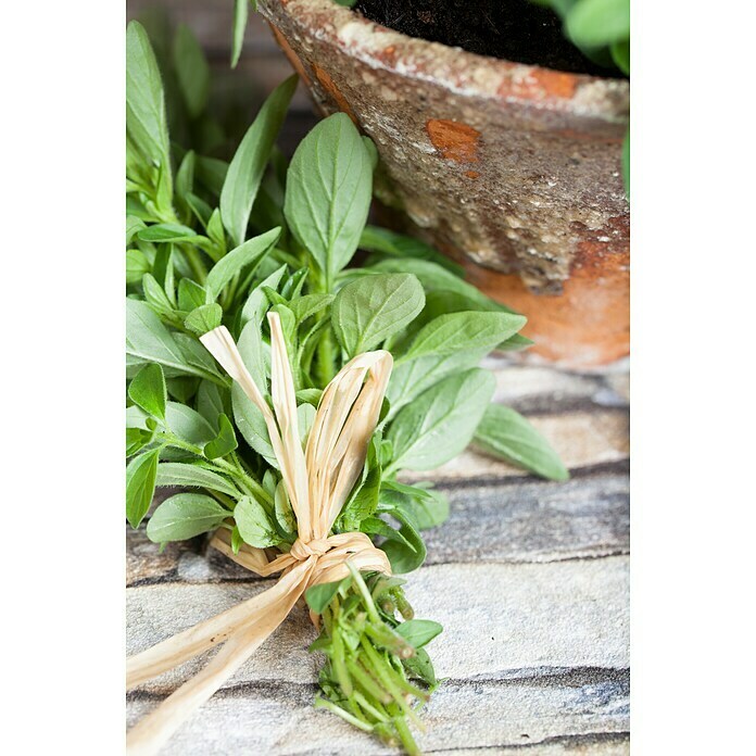 Origanum majorana 12BIO