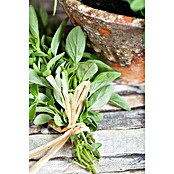 Origanum majorana 12BIO