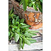 Origanum majorana 12BIO