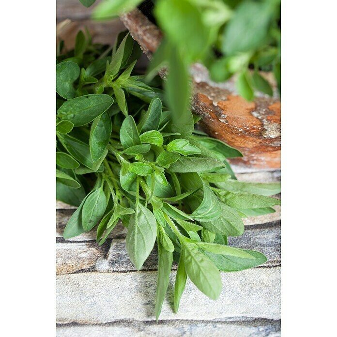 Origanum majorana 12BIO