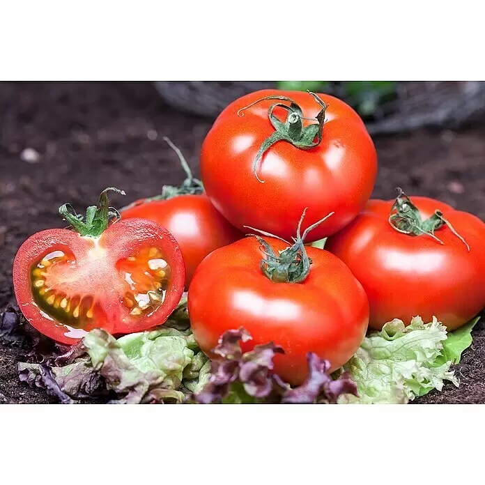 Blu Bio Tomate - Lycopersicon lycopersicum, 12 cm, Erntezeit: Juli - Detailaufnahme