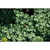 Alchemilla mollis 19winterhart