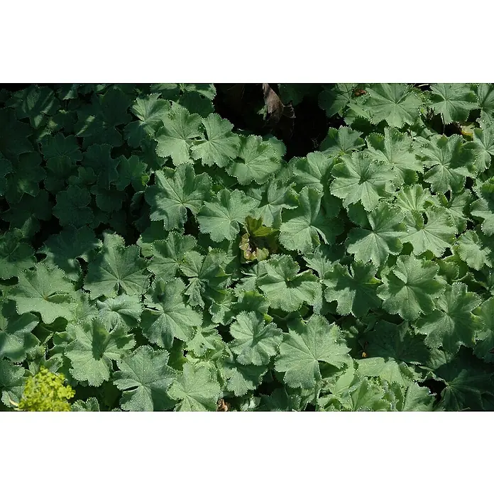 Piardino Frauenmantel - Alchemilla mollis, Topfgröße: 19 cm - Nahaufnahme von üppigem Frauenmantel, dessen runde, gezackte Blätter mit feinen Wassertröpfchen bedeckt sind und ein frisches, grünes Muster bilden.