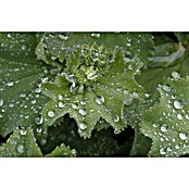Alchemilla mollis 19winterhart