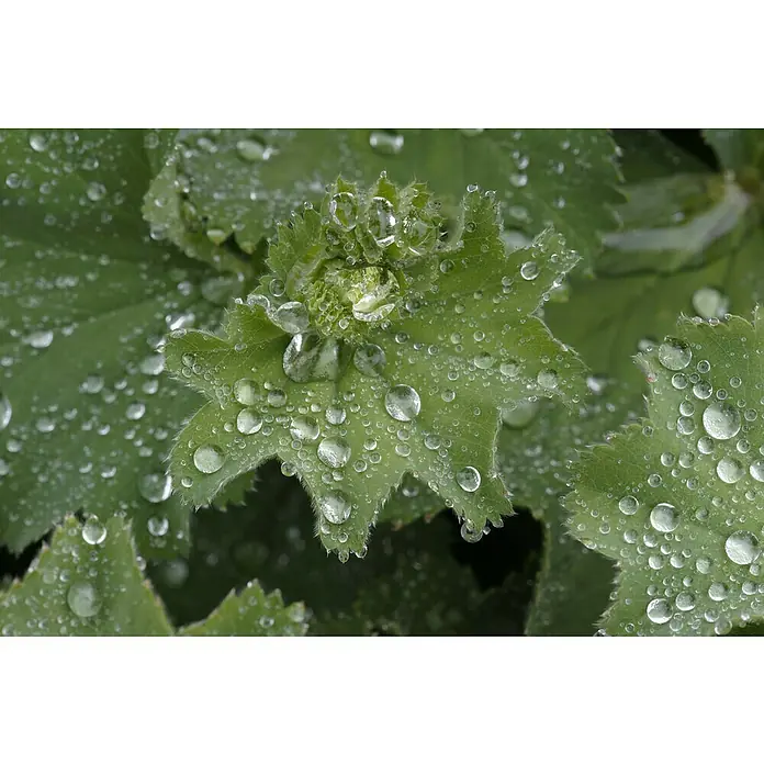 Piardino Frauenmantel - Alchemilla mollis, Topfgröße: 19 cm - Nahaufnahme von grünen Blättern bedeckt mit Wassertropfen, die die Textur und Details der Pflanzen hervorheben.