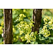 Alchemilla mollis 19winterhart