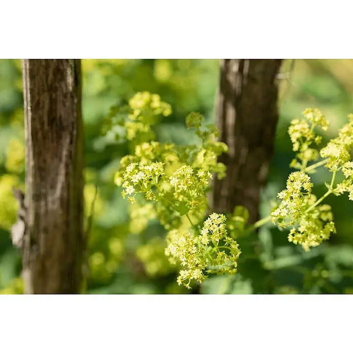 Piardino Frauenmantel - Alchemilla mollis, Topfgröße: 19 cm - Nahaufnahme gelbblühender Doldenblütler, umgeben von zwei Baumstämmen, die die natürliche Schönheit der Szene hervorheben.