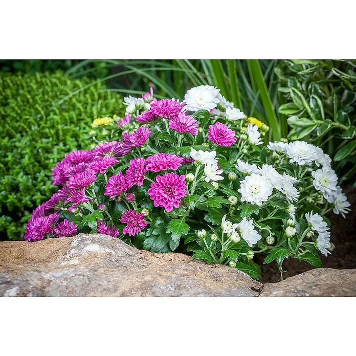 Piardino Crisantemo - Tamaño de maceta: 26 cm - Primer plano de crisantemos morados y blancos que crecen junto a una roca rugosa, con una exuberante vegetación al fondo.