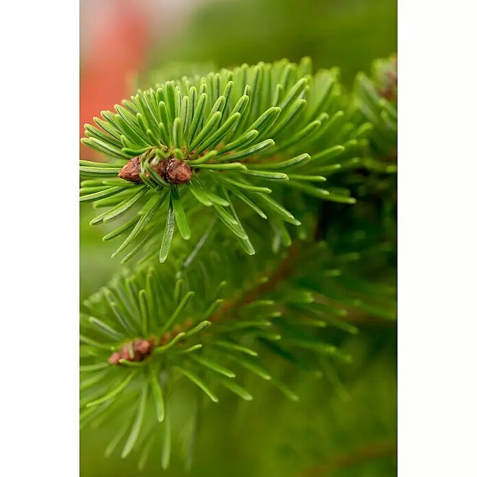 Piardino Nordmanntanne - 150 - 200 cm hoch, Abies Nordmanniana - Nahaufnahme eines frischen, grünen Nadelbaumzweigs mit scharfen Nadeln und kleinen braunen Knospen.