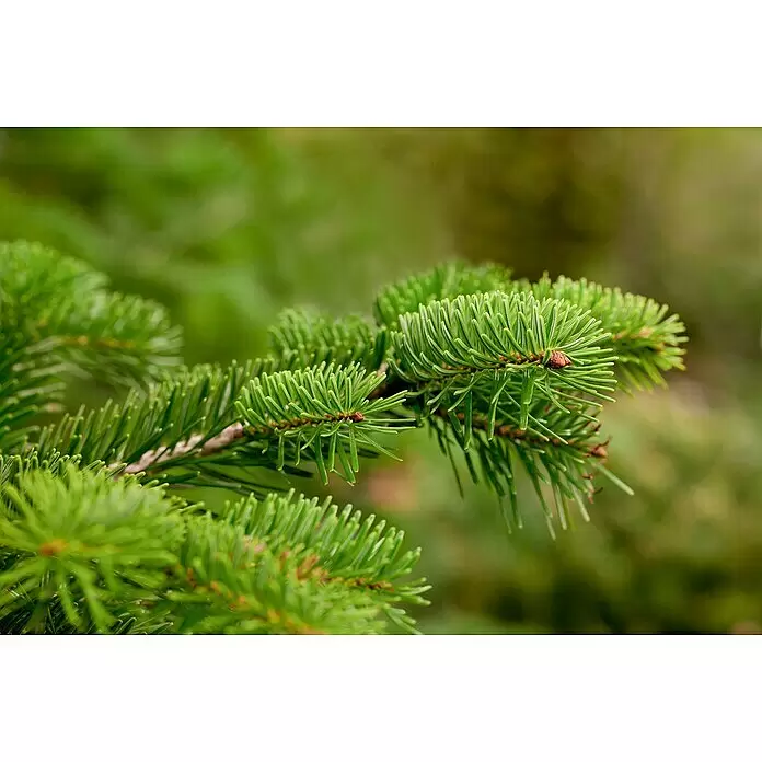 Piardino Nordmanntanne - 150 - 200 cm hoch, Abies Nordmanniana - Nahaufnahme von leuchtend grünen Tannennadeln an einem Zweig mit kleinen braunen Knospen.
