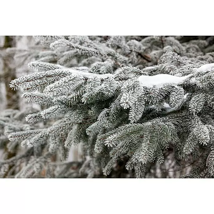 Piardino Nordmanntanne - 150 - 200 cm hoch, Abies Nordmanniana - Winterliche Fichtenzweige mit weißem Raureif und weichem Schnee bedeckt.